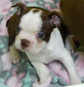 red boston terrier puppy Dolly