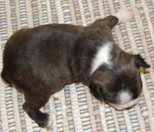 Agate brindle boston terrier puppy for sale