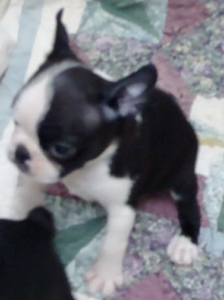 boston terrier side view