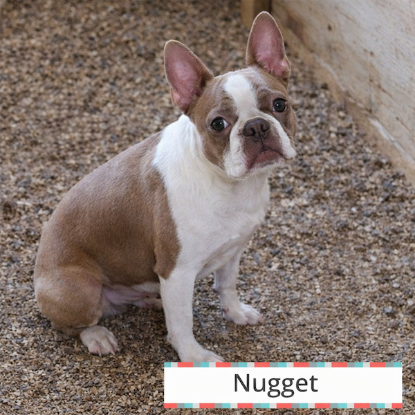 nugget sire fawn