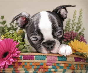 hazel in basket