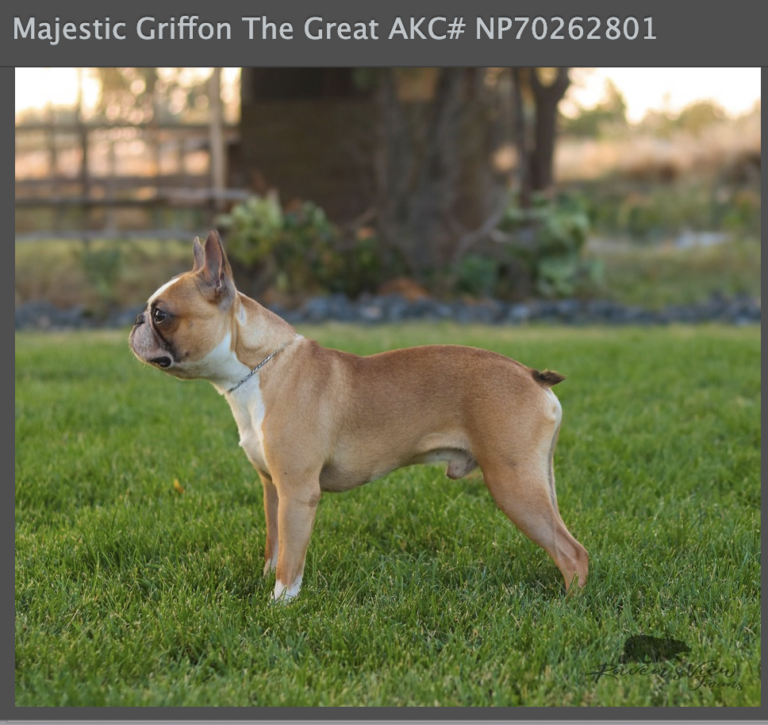 griffon side view