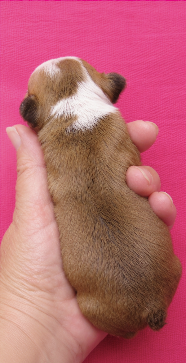 nugget top