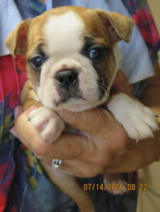 Goldie face