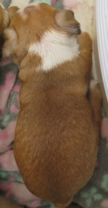 nugget top