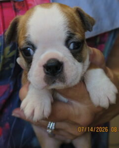nugget face
