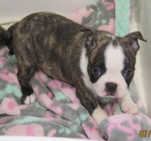 Petunia on the hunt