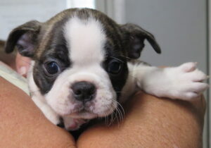 Petunia close up