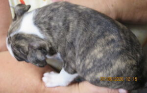 Petunia top view