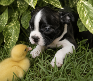 Dodge n duck