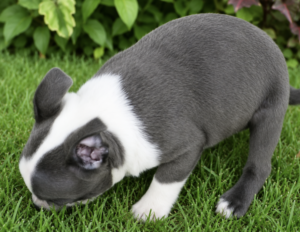 indy sniffing