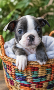 jango in a basket