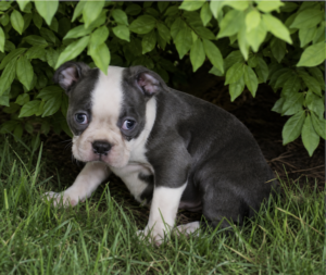 olive in bush