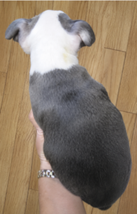 olive top view