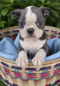 scout face