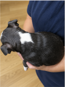 benji top view