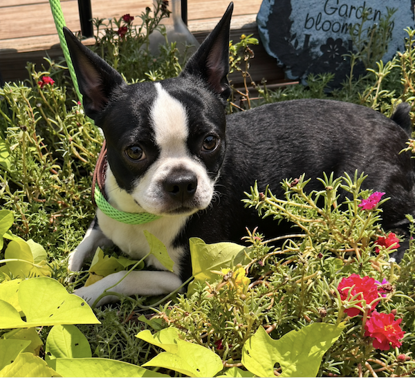 Mimi mom dog