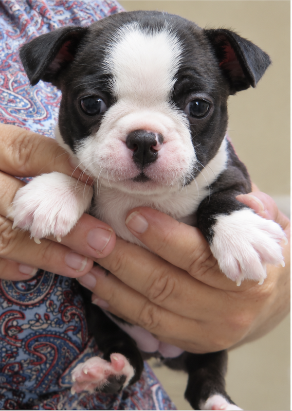 Sweetie face